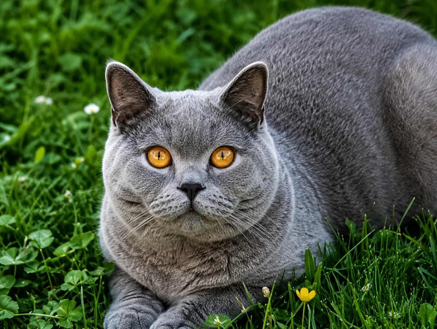 Britisch Kurzhaar – Blau