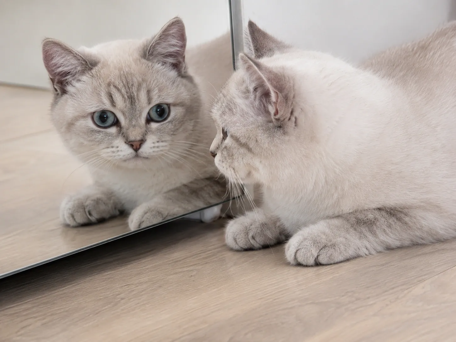 Britisch Kurzhaar – Colourpoint Tabby