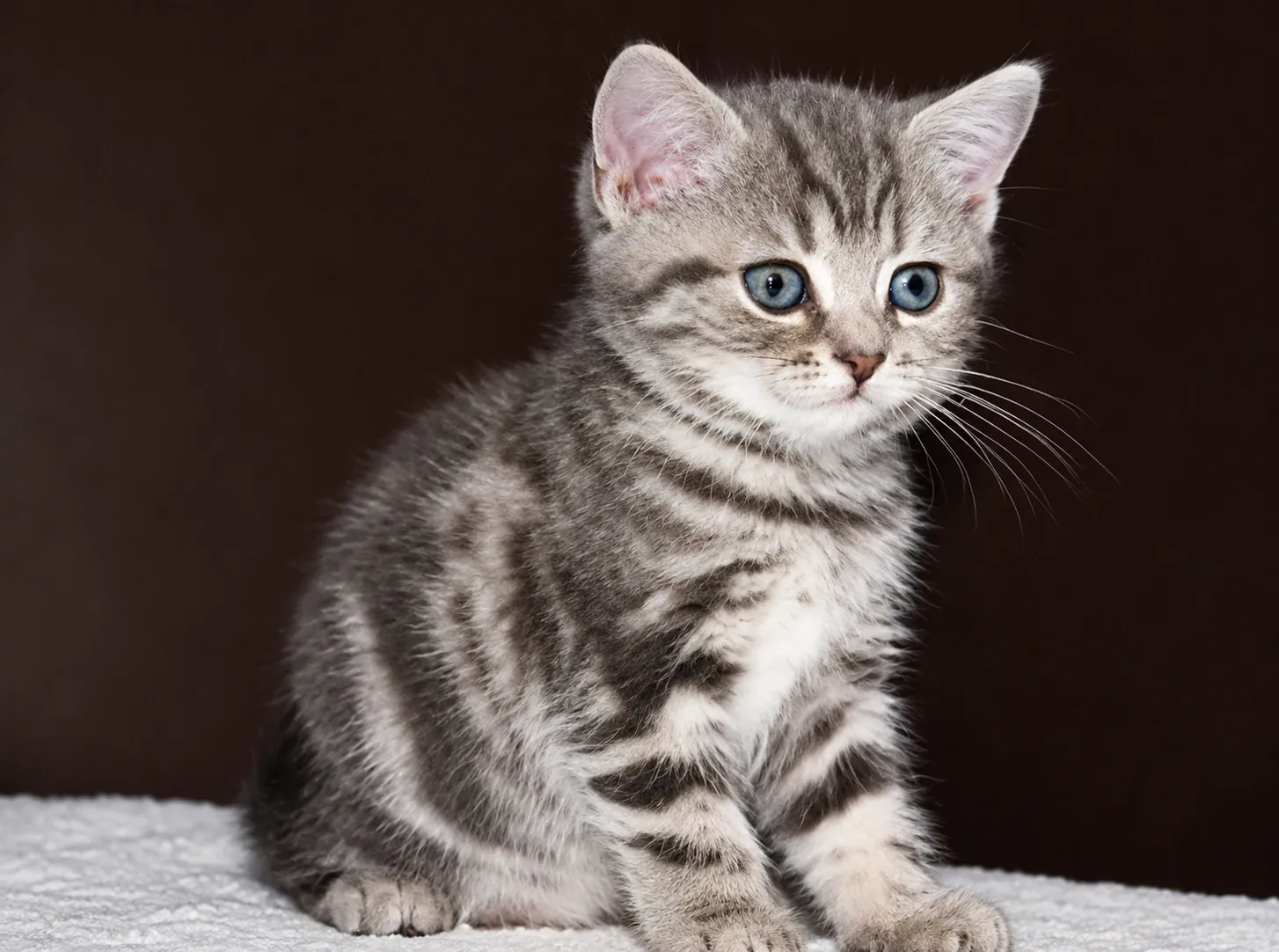 Britisch Kurzhaar – Blue Golden Tabby