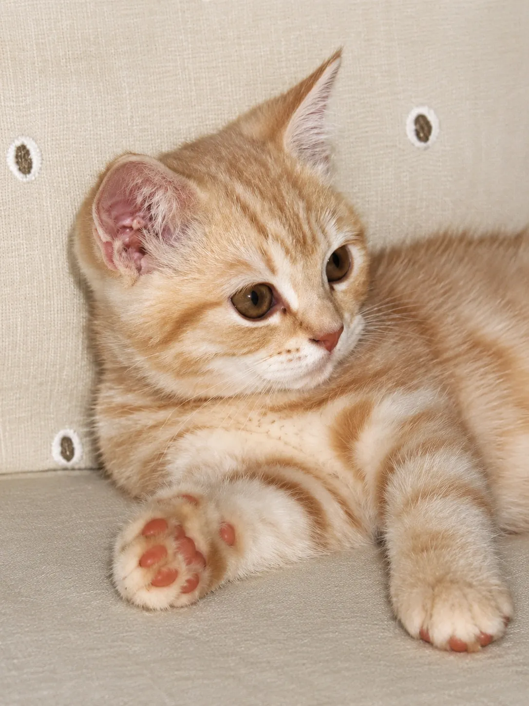 Britisch Kurzhaar – Cream-Tabby