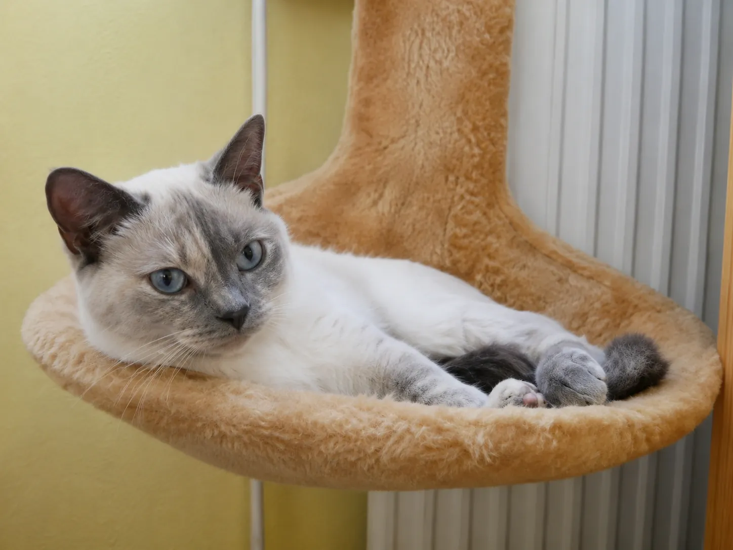 Britisch Kurzhaar – Colourpoint Tortie