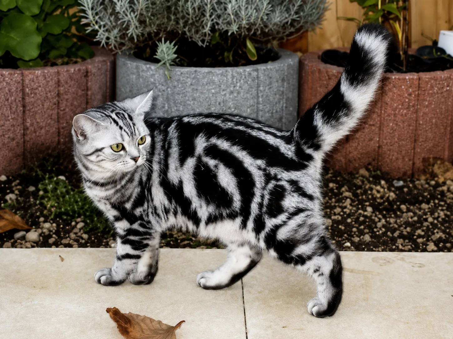 Britisch Kurzhaar – Silver-Tabby