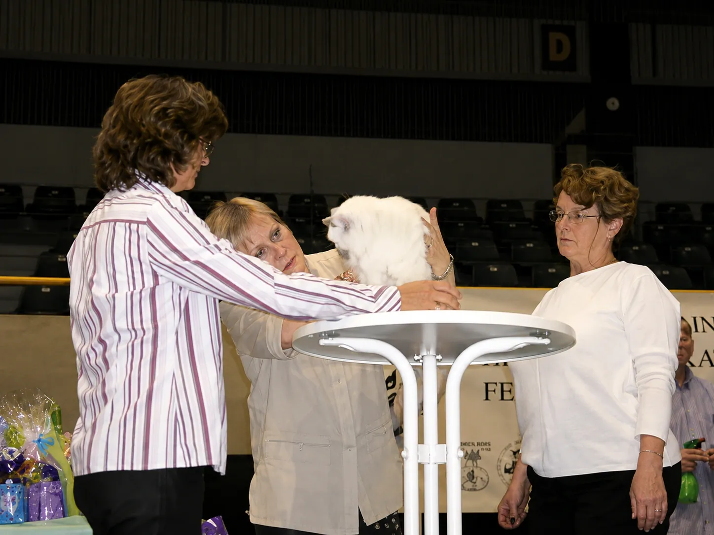 Britisch Kurzhaar Schweiz – Sondershow 2005