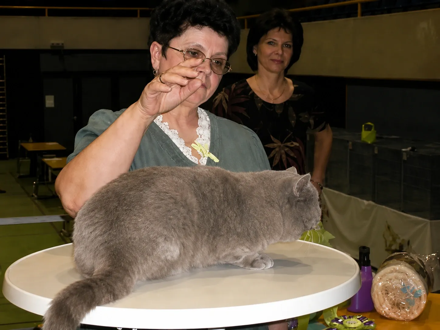 Britisch Kurzhaar Schweiz – Sondershow 2005