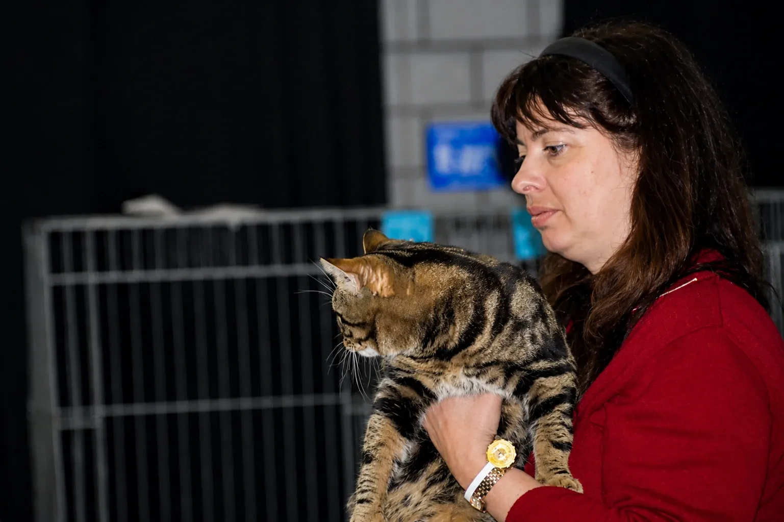 Britisch Kurzhaar Schweiz – Sondershow 2007