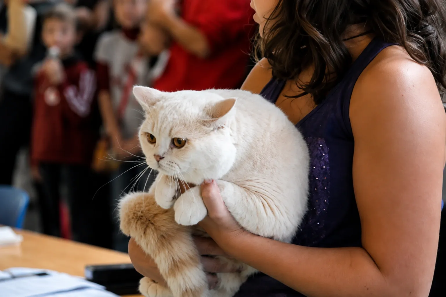 Britisch Kurzhaar Schweiz – Sondershow 2010
