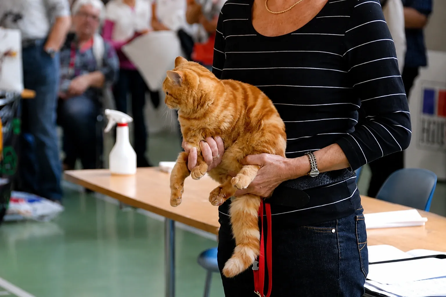 Britisch Kurzhaar Schweiz – Sondershow 2010