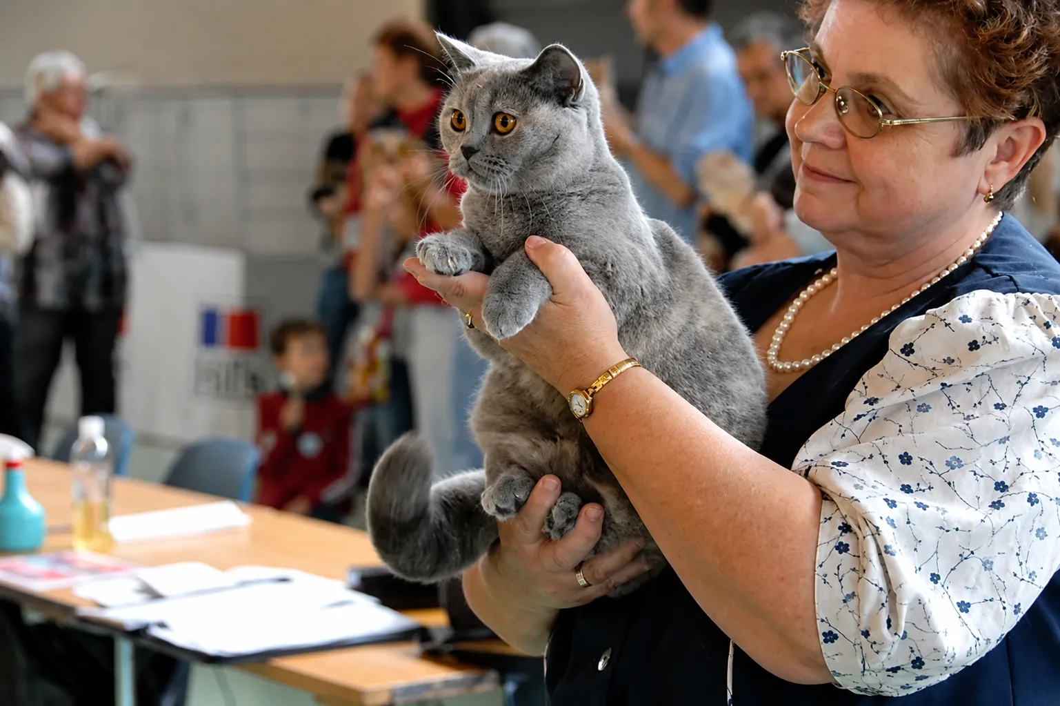 Britisch Kurzhaar Schweiz – Sondershow 2010